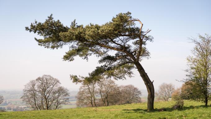 Green tree blowing in wind_23Nov23_alamy