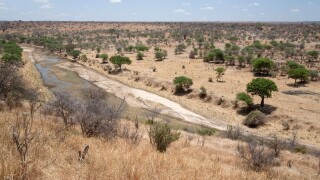 Tanzania, Tarangire. A trickle of water runs through the Tarangire River during the dry season.