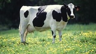 dairy cow