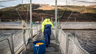 Worker at salmon farm in rural lake