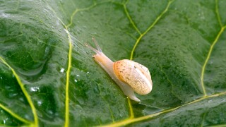 The snail crawl on green