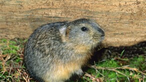 Northern collared lemming (Dicrostonyx groenlandicus), Banks Island, Northwest Territories, Arctic Canada