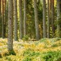 Pine Trees Trunks. Woods In Coniferous Forest. Autumn Pinewood, Evergreen Pines