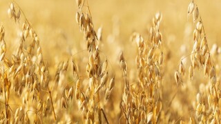 Oats field agriculture from Adobe 13Jul20 575x375