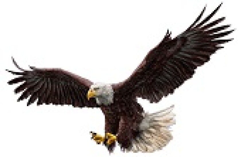 Bald head eagle