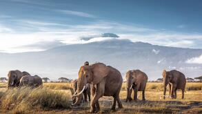 Herd of large African elephants walking in front of Mount Kilimanjaro in Amboseli, Kenya Africa