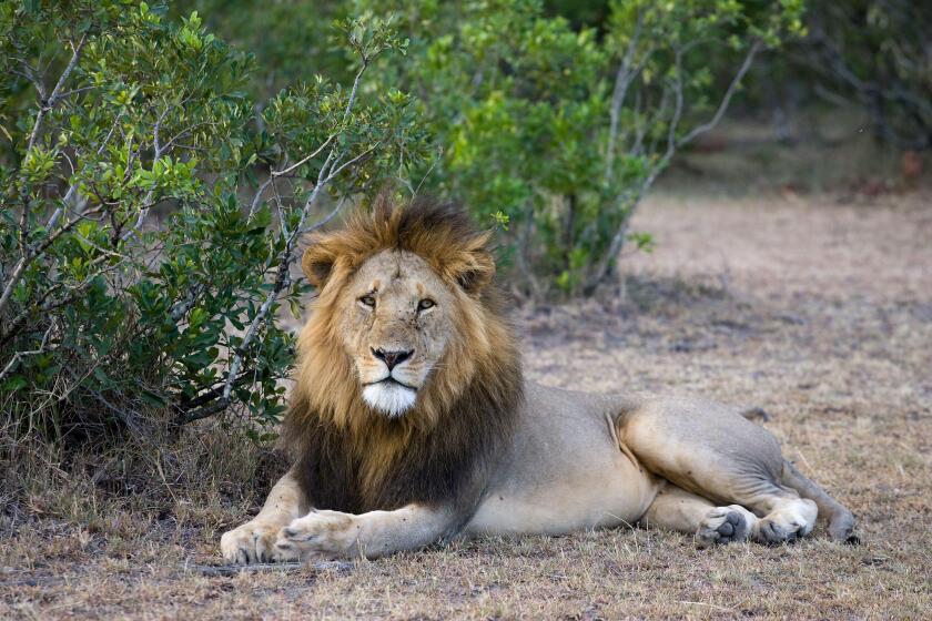 A male lion reclines on the ground and looks casually to the side with green bushes in the background in the Masai Mara of Kenya