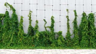 Common ivy creeping plant growing up the wires in the back yard, Hedera helix is flowering plant native to Europe.
