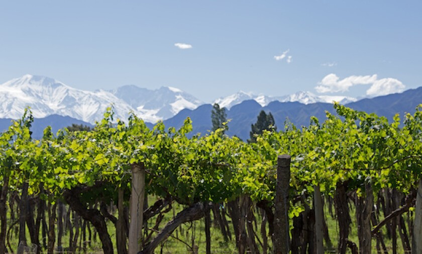 Province of Mendoza, wine, malbec, Andes, mountains, vineyards, Argentina, 575