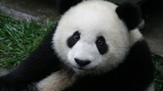 panda 230px