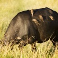 Buffalo with Ox peckers on the Masai Mara Kenya