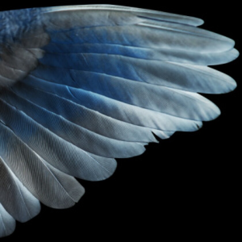 wings-for-ifis.jpg