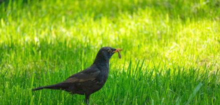Common blackbird with a worm in its beak, April view