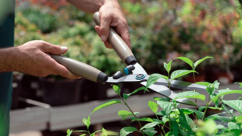 Man with garden shears cutting bushes and trees in the garden