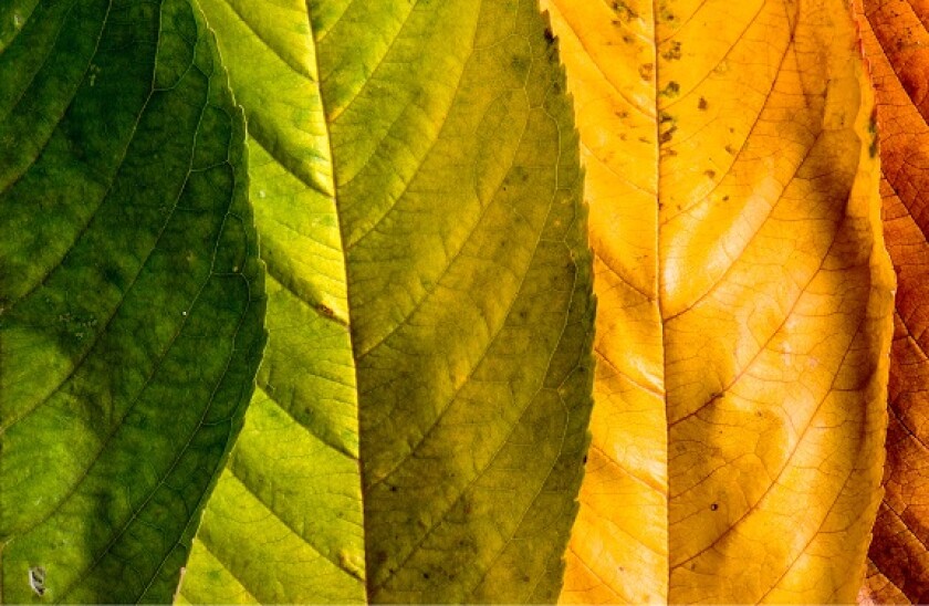 Leaves_AdobeStock_575x375_21Jan21