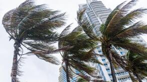 Miami Beach Florida,palm trees,windblown,blowing in wind,tropical storm,hurricane,high winds,Continuum,high rise,condominiums,FL111014061