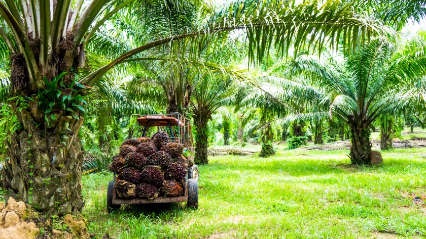 palm oil adobe