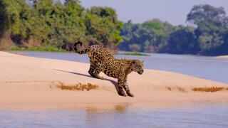 Jaguar, Panthera Onca, Female, Cuiaba River, Porto Jofre, Pantanal Matogrossense, Mato Grosso do Sul, Brazil