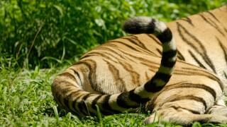 Tiger flipping or twitching its tail up and down. Image shot 2017. Exact date unknown.