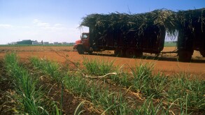 Immature sugar cane plantation and truck transporting sugar cane to ethanol processing plant, Sao Paulo State, Brazil. Image shot 2008. Exact date unknown.