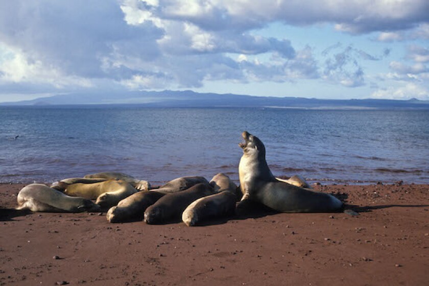 Californian Sea Lions, Galapagos, Ecuador, South America, LatAm, EM, Alamy, 575