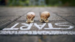 Close-up of racing snails in front of start line. Themes competition, winning and funny animals.