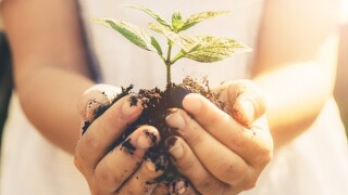 Young plant tree sprout in woman hand. Concept of farming and environment protecting.