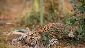 Closeup Cute Baby Leopard cub playing crouching watching intently ready to pounce by green bush face in sunlight soft background beautiful light