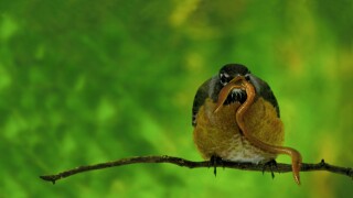 Early bird: American Robin (Turdus migratorius) on branch feeding on live worm, June USA