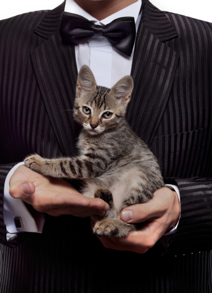 cat