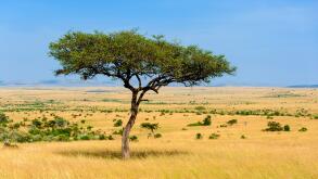 Beautiful landscape with nobody tree in Africa