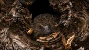 Hedgehog (Scientific name: Erinaceus Europaeus). Wild, native, European hedgehog waking up after hibernation and emerging from a fallen log. Landscape
