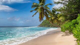 Beautiful sunny beach and coconut palms