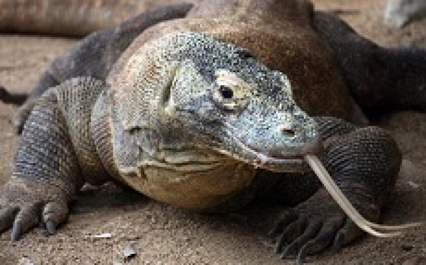 Komodo dragon from Adobe 230x150