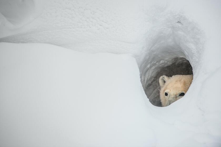 A polar bear is looking out of the den hole. Canada