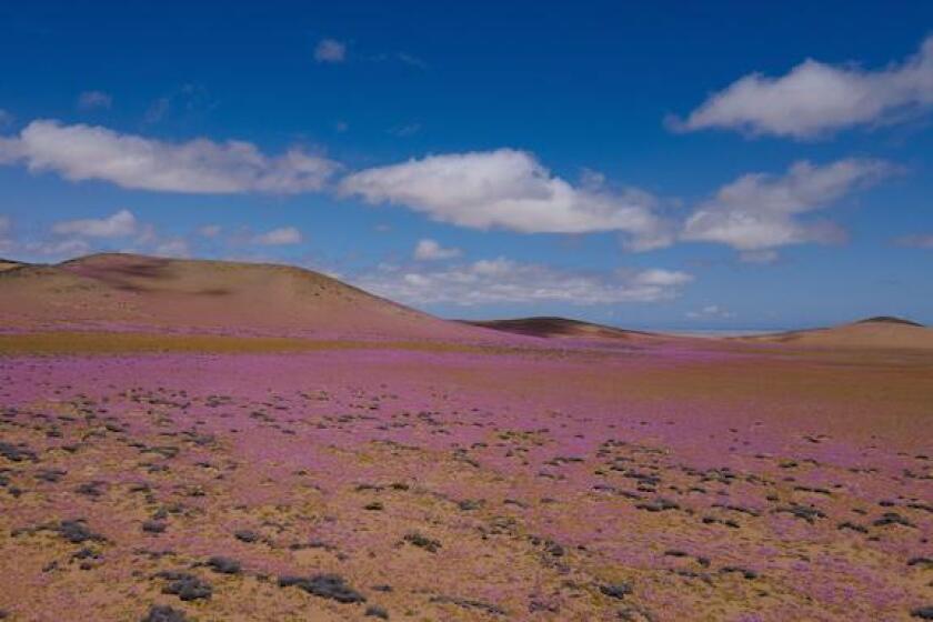 Copiapo, Atacama, Chile. 5th Oct, 2022. The Atacama desert, the driest in the world, partially covered with flowers in the so-called Flowering Desert or ''Desierto Florido''. This phenomenon occurs with intensity every 5-7 years, and is due to rainfall ab