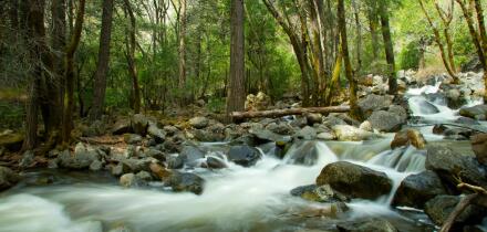 Scenic view of river flowing over rocks in forest, Yosemite National Park, California, U.S.A.