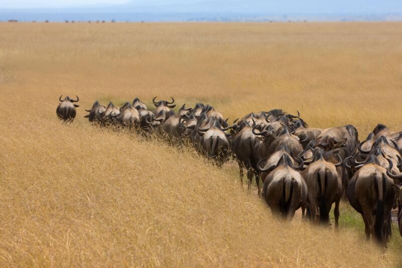 Wildebeest migration on the savanna, Masai Mara, Kenya