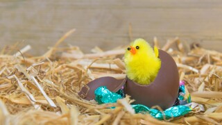 A fluffy yellow Easter chick breaking out from a chocolate egg in a barn.