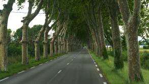 A peaceful road through the French countryside with tree canopy creating a secluded atmosphere. Perfect for a leisurely drive.