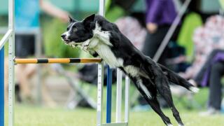Border Collie jumping over a hurdle in an agility parcour. Germany