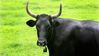 A Black Angus Bull with Bell