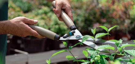 Man with garden shears cutting bushes and trees in the garden