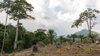Deforestation in the countryside, Tonkpi Region, Man, Ivory Coast