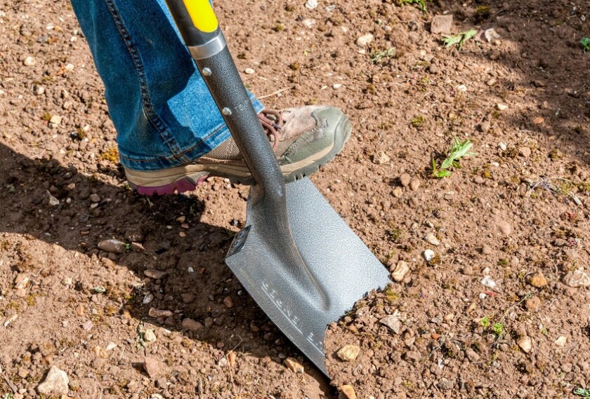 Tool spade digging from Alamy 1Feb24 575x375