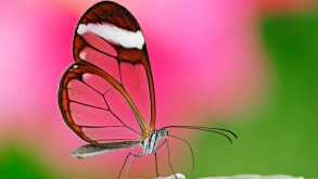 Glasswing Butterfly / (Greta oto) / Glasswinged Butterfly, side