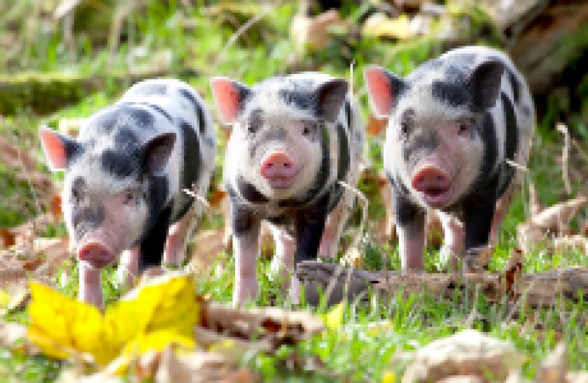 Piggiess_230px