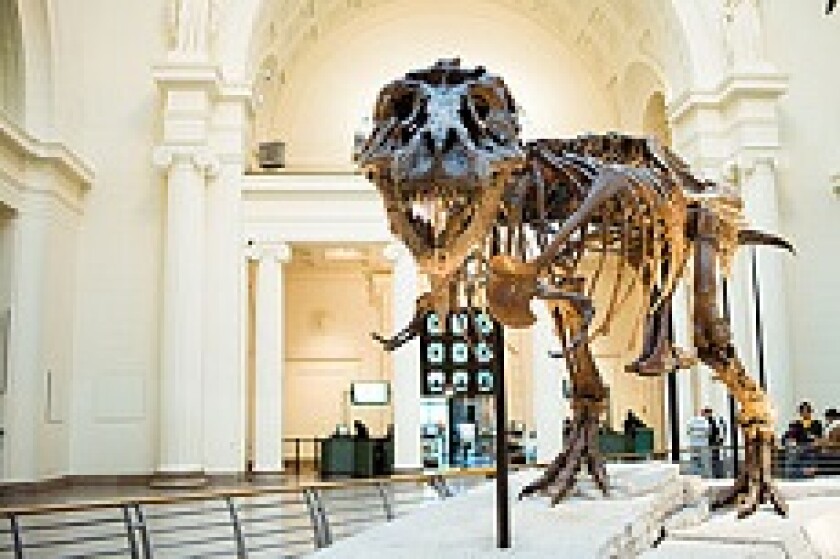 dinosaur skeleton