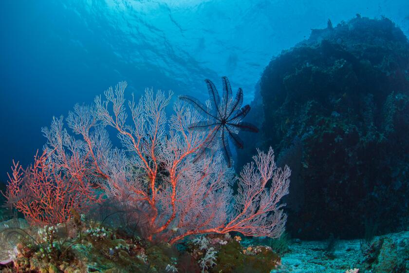 Seascape of featherstar on a bright pink seafan with coral covered bommie in blue water background. Southern Raja Ampat near Misool island, Indonesia.