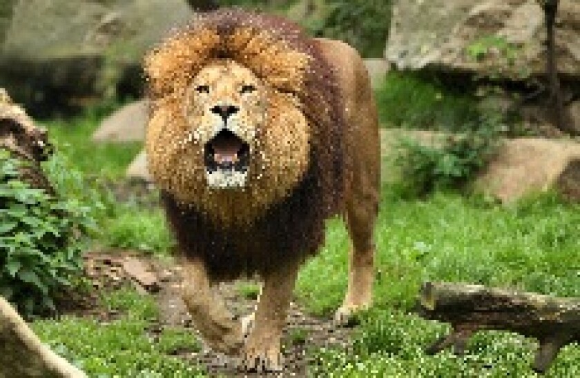 lion_Adobe_230x150